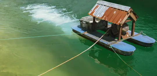 Fish Farm Fish Farm